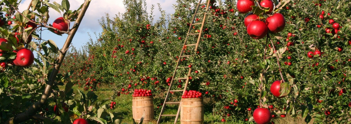 Ovocný jablkový sad, s rebríkom priloženým k stromu